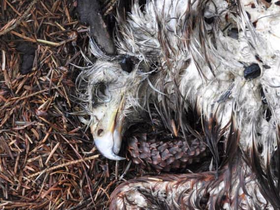 Another Red Kite found dead near Harrogate - image from NYP Wildlife Unit