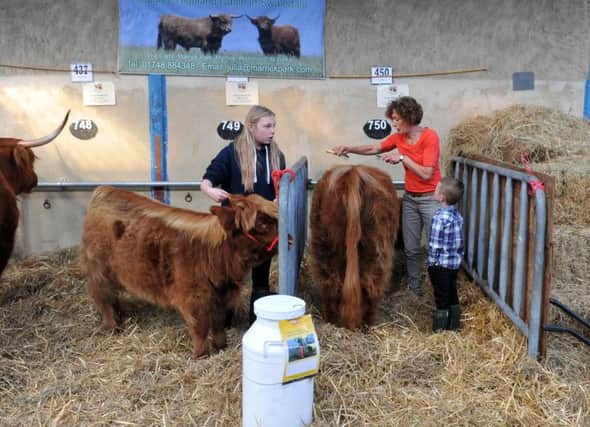 Early preparations for showing at the Great Yorkshire Show in Harrogate. Picture: Tony Johnson.
