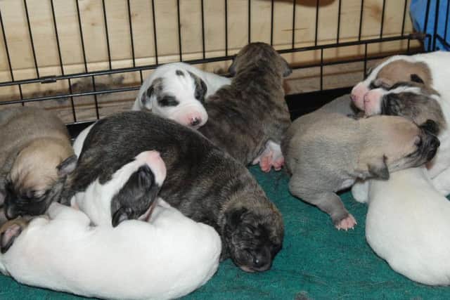 Daisy's Lurcher pups snuggle up together just 10 days old, they still haven't opened their eyes yet