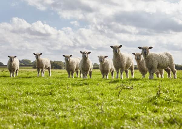 A flock of Wensleydale sheep have been added to the farm at Bolton Percy, North Yorkshire operated by Harrison Spinks bed manufacturers.