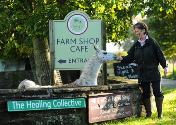 Bridget Thornton-Berry feeds one of the llamas, big attractions at Swinithwaite.  Picture: Jonathan Gawthorpe