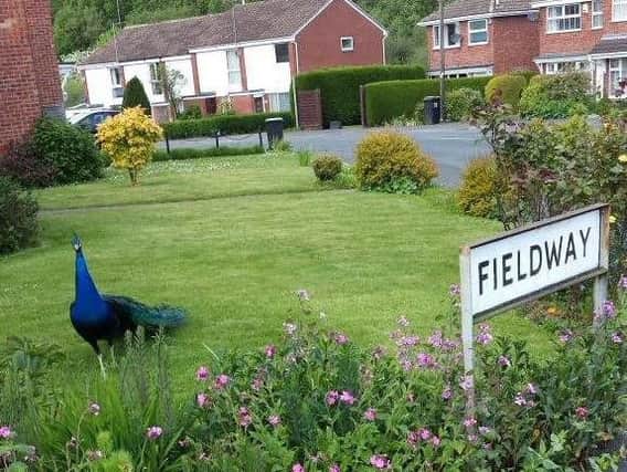 Bilton's Peter the peacock.