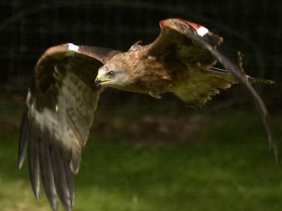 Two red kites were illegally poisoned in the area last year.