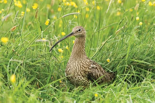 We are lucky to have curlew nesting on our farm.