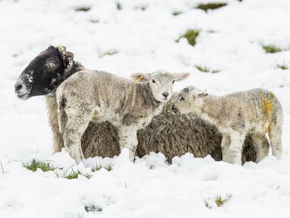 A sheep and lambs in the snow near Leyburn in the Yorkshire Dales as snow hits parts of the UK.