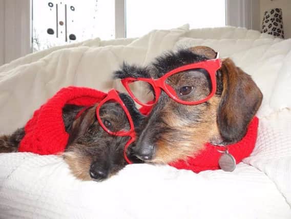 Pictured are Specsavers' Dachshunds  Crufts contestants Amiety and Daisy in the official Red Nose Day glasses. Specsavers in Wetherby has raised 300 this year for Comic Relief.