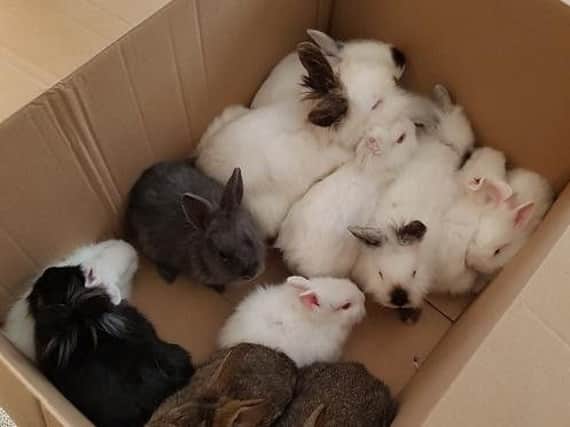 The rabbits, found abandoned by the RSPCA.