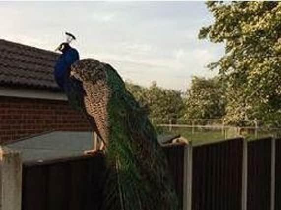 Warwick the Tockwith peacock
