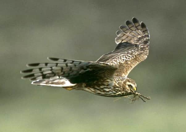 A hen harrier in flight. Picture by RSPB Images/PA Wire.