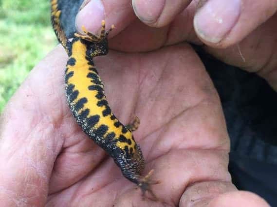 The underside pattern of each great crested newt is as unique as a fingerprint. (Picture courtesy of Harrogate Trust for Wildlife Protection)