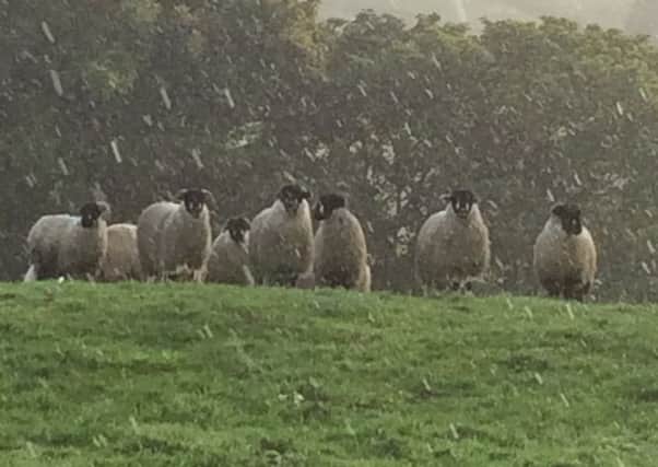 Some of the sheep were stubborn as we gathered them up.