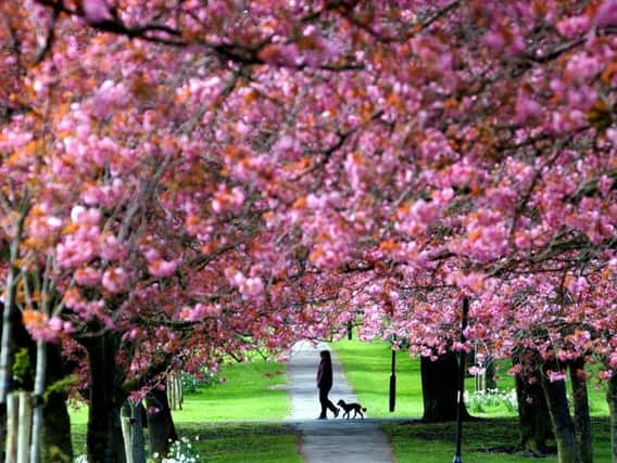 The Stray in Harrogate at its most gorgeous during the brief cherry blossom season.