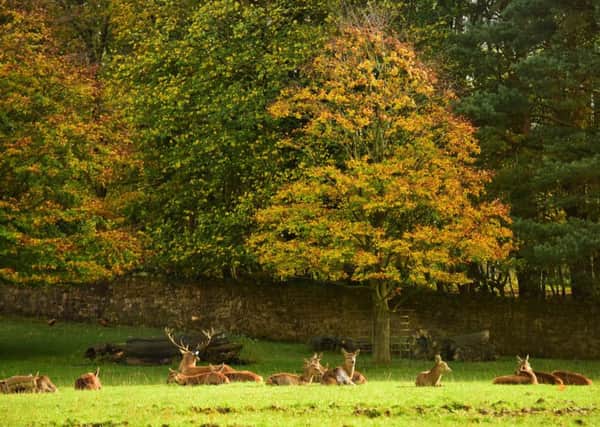 Deer in the park: North News / Paul Kingston