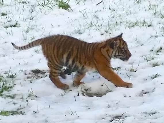 Four month old tiger cub enjoys the snow at Famingo Land