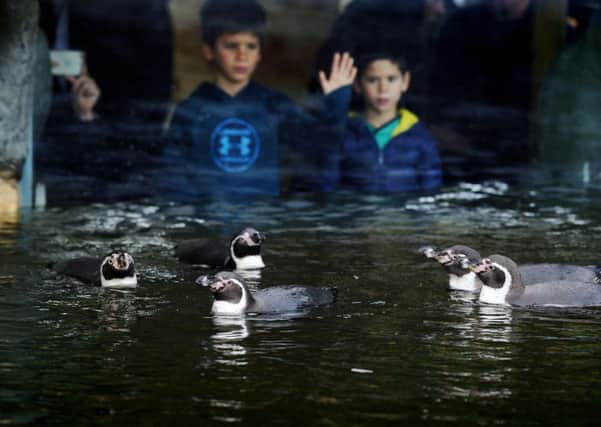 Photo Essay........... New colony of Humboldt penguins in the new Costal Zone at Lotherton Hall.
21st November 2017.
Picture Jonathan Gawthorpe