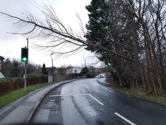 The fallen tree in Pannal, Harrogate. Picture: Harrogate Police (Twitter).
