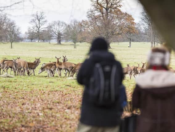 Deer watching at Studley Royal. Picture: Chris Lacey