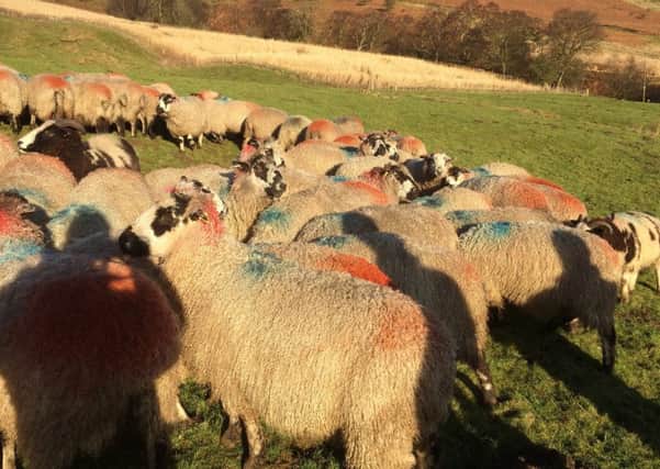We scanned the Masham sheep and there are 80 sets of triplets, plus one quad, as we look ahead to lambing.