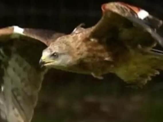 Red Kites are among the birds targeted in North Yorkshire.