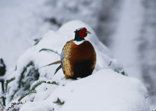 Kirsty Shepherds fantastic photograph of a pheasant in the snow.