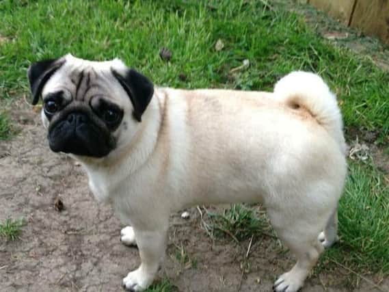 Pugs Delilah, Piglet, Mary and French Bulldog Fanny were taken by thieves