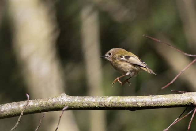 A Goldcrest - the UK's smallest native bird was captured on camera by Bilton resident Steve Martin, while walking in Nidd Gorge.