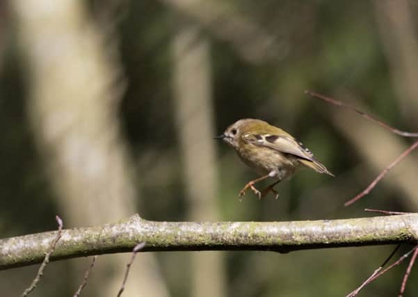 A Goldcrest - the UK's smallest native bird was captured on camera by Bilton resident Steve Martin, while walking in Nidd Gorge.