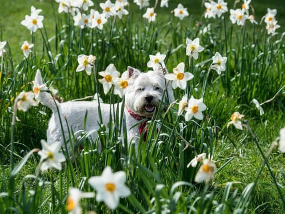 Tomorrow is May 1 and with this comes May Day, an ancient northern hemisphere spring festival and a traditional spring holiday in many cultures around the globe.
