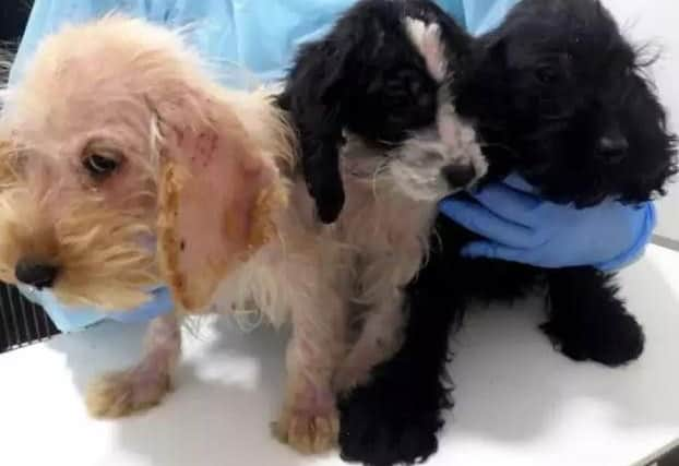 The three Cockapoo puppies were dumped in Wetherby.