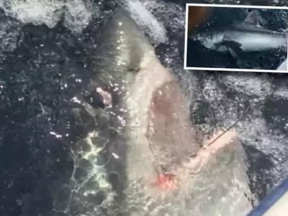 These stunning images show how the shark was caught off the coast of Whitby. Picture: Steve Watson.