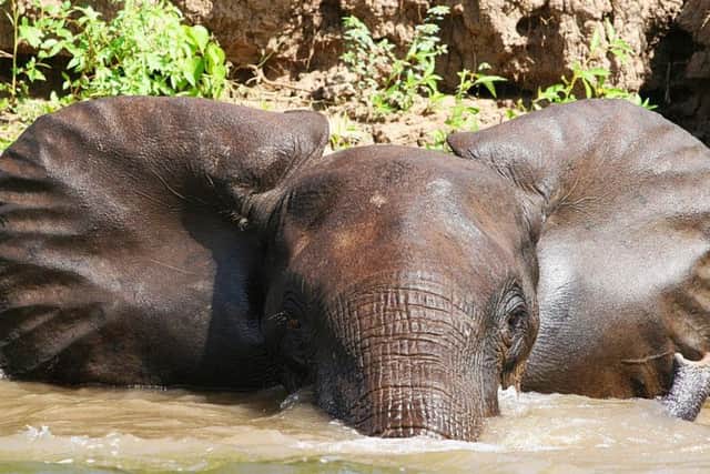 Endangered - An elephant in Zambia. (Picture by Jane Keogh)