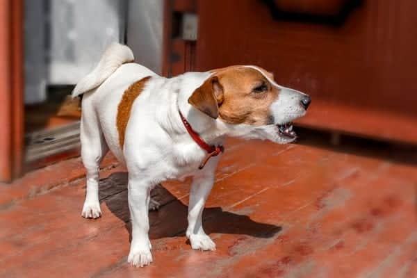 Dog barking can be considered a statutory nuisance (Photo: Shutterstock)