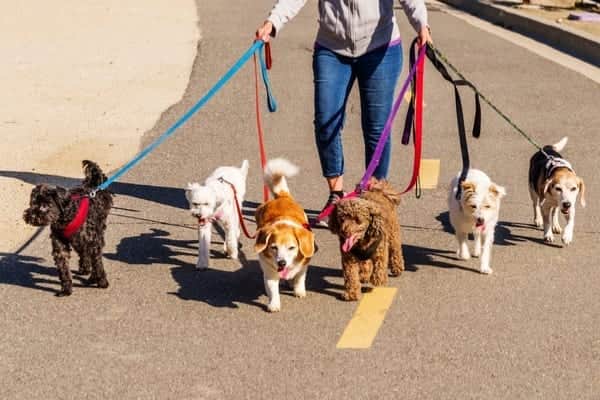 Dogs should be kept under control in public and private spaces (Photo: Shutterstock)
