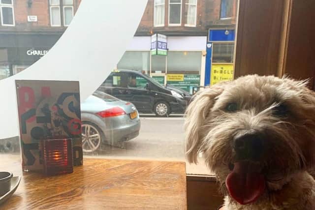 You can take your pet to Bar Soba in Glasgow (photo: Tails.com)