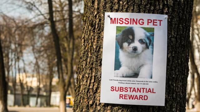Reports of stolen pets have gone up since lockdown began (Photo: Shutterstock)