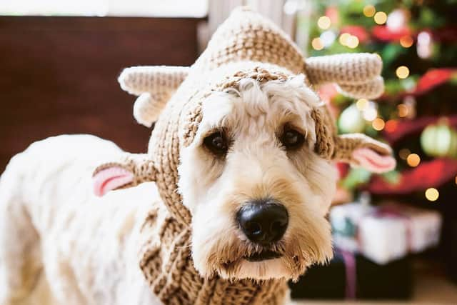 Santa's Little Helper Reindeer Dog Hat, £25